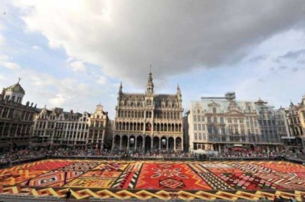 Covor din 750.000 de begonii în Grand Place